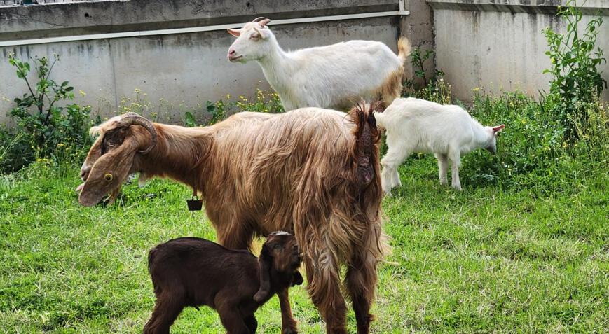 Enkazdan çıkarılan keçi doğum yaptı; yavruya veterinerin ismi verildi