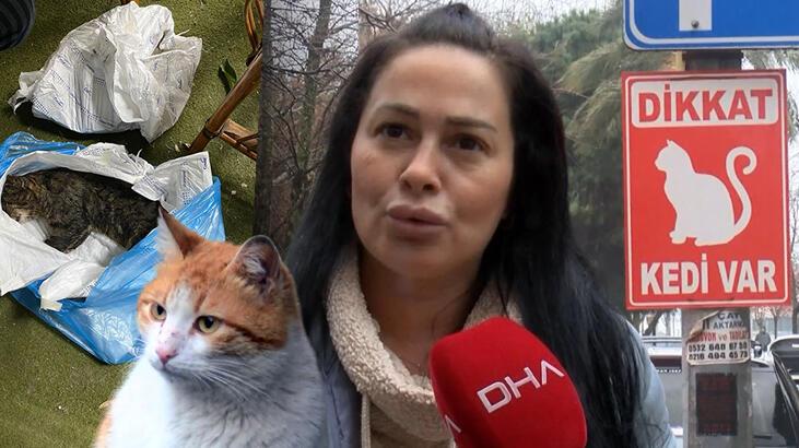 İstanbul'da toplu kedi vefatları sokağa döktü!