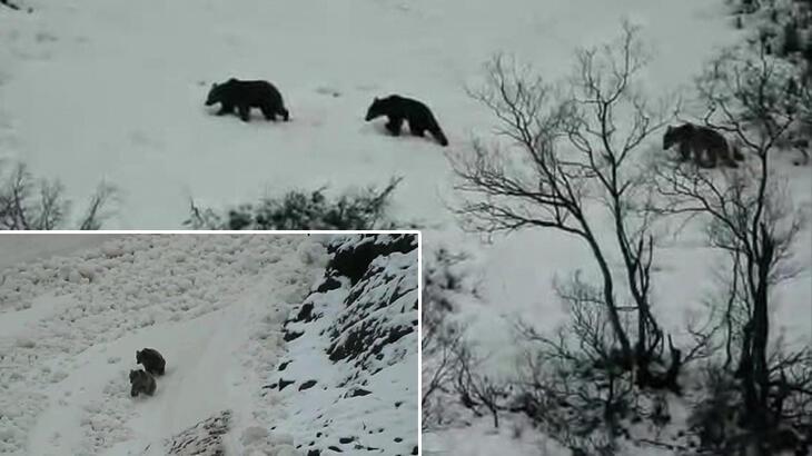 Tunceli’de boz ayılar yağan karın tadını çıkardı