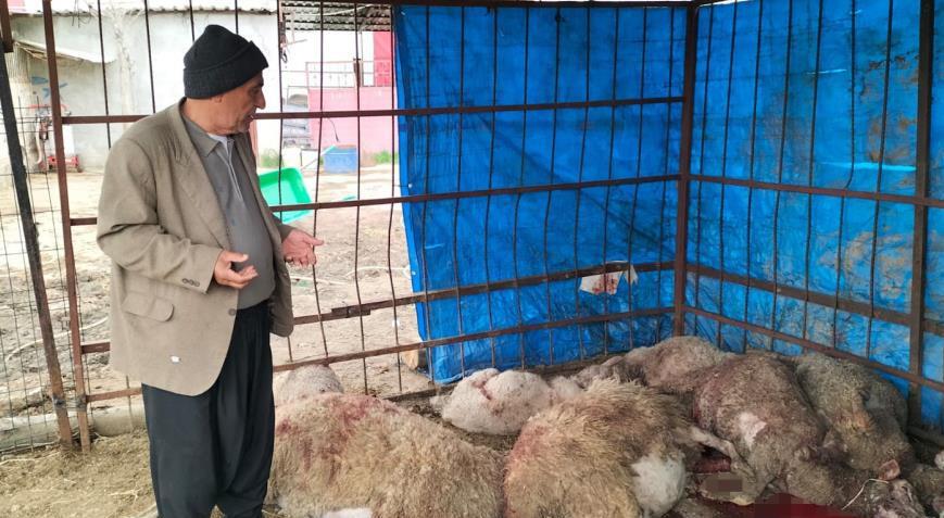 Ahıra girdiğinde şok oldu! 15 koyun telef edilmiş halde bulundu
