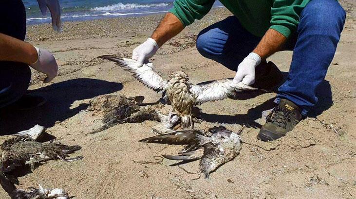 Kuşadası Kıyısı'nda 24 yelkovan kuşu meyyit bulundu