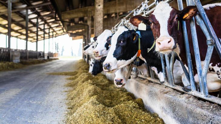 Toplanan inek sütü ölçüsü yıllık yüzde 0,5 arttı