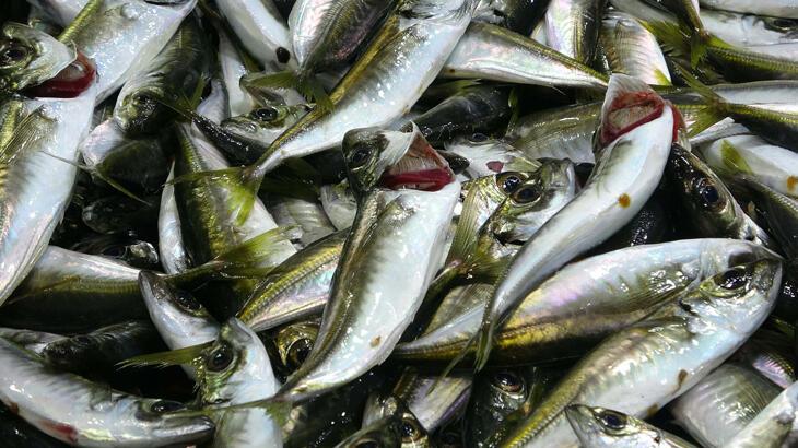 Çanakkale'de tezgahlardaki balık çeşitliliği, olta ve dalyan avcılığıyla sürüyor