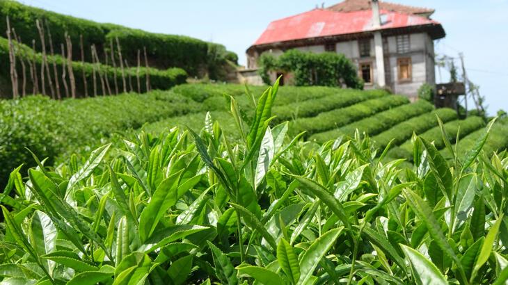 Çay üreticileri, 2023 yılı yaş çay alım taban fiyatını kıymetlendirdi