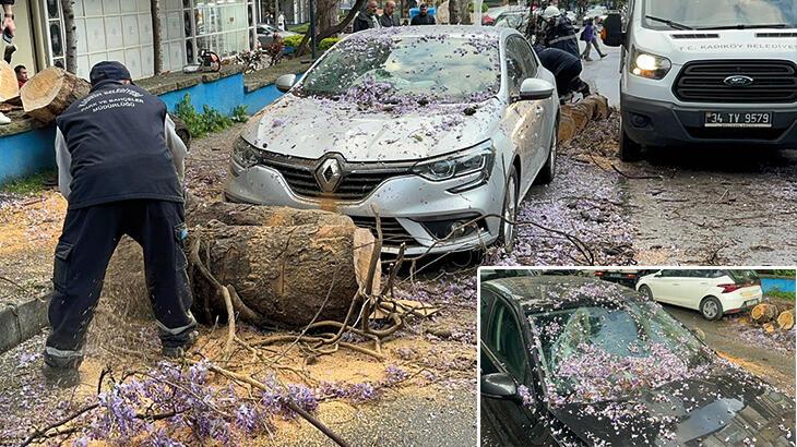 Kadıköy'de kökleri çürüyen ağaç, arabaların üzerine devrildi