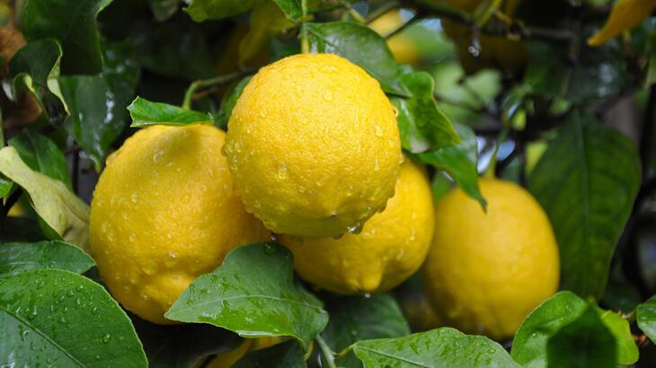 Limonda hasat sonu, üreticide ucuz, markette değerli