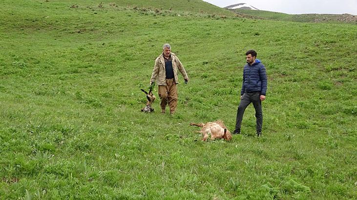 Merada kurtlar sürüye saldırdı! 50 koyun öldü