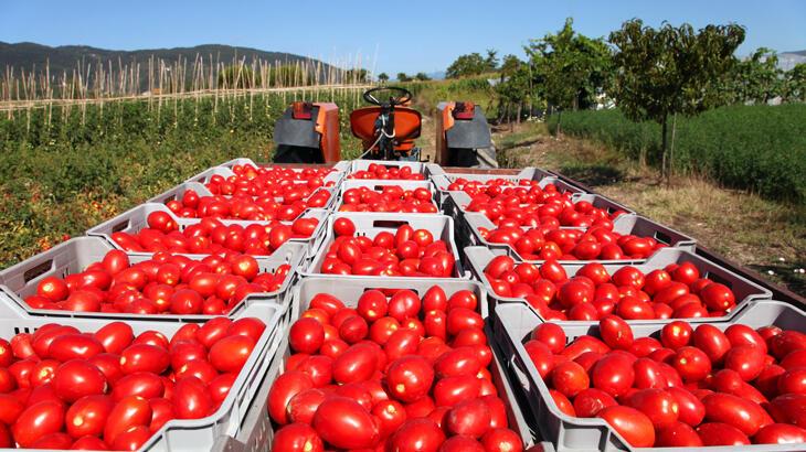 Rusya domates ihracatında kotayı 500 bin tona çıkardı