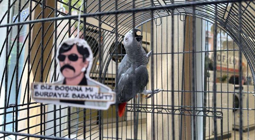 Adana’dan konuşarak gelen papağan Eskişehir'de 'karga' oldu