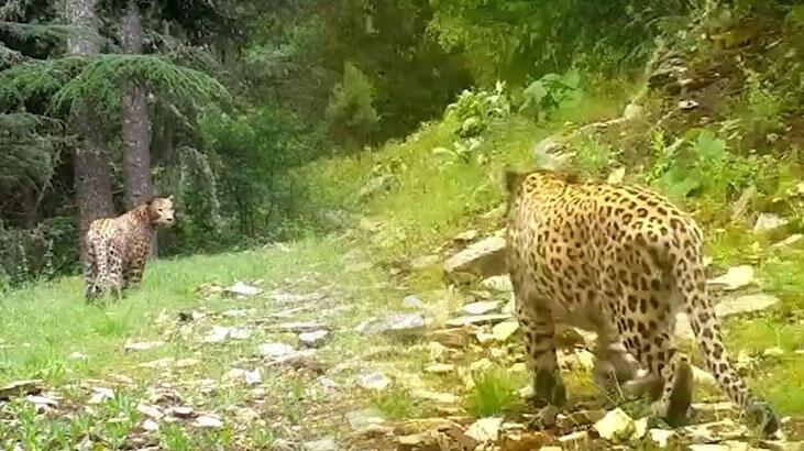 Anadolu leoparı tekrar görüntülendi: Efsane bütün heybetiyle