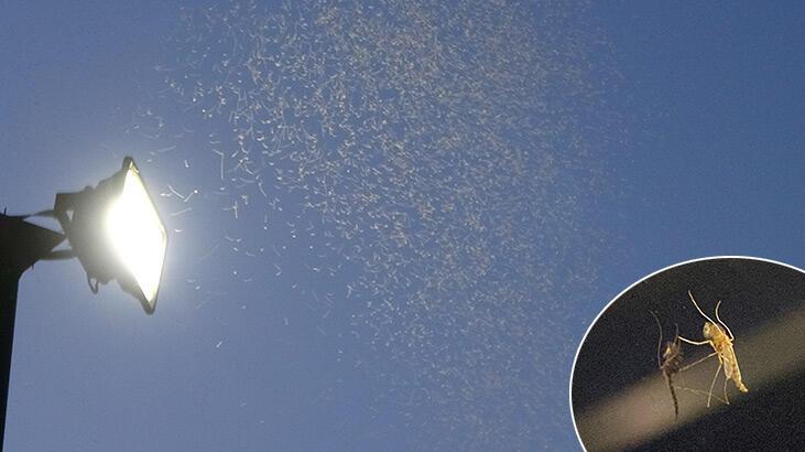 AVM'de sivrisinek istilası kenti karıştırdı: ‘Üstümüze yapışıyorlar, ısırıyorlar’