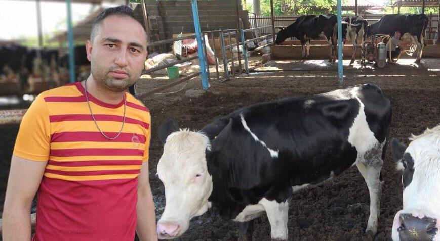 Bir çiftçinin çaresizliği! Sele kapılan hayvanlarını gözyaşlarıyla çekti