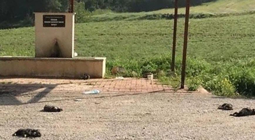 Burdur'da vahşet! 6 yavru köpek öldürüldü
