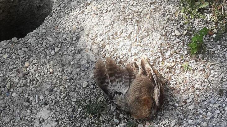 Denizli'de baykuş ölümleri! Birer gün ortayla birebir yerde bulundu