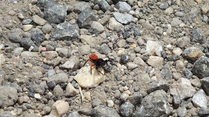 Eskişehir ve Aydın'da zehirli uğur böceği örümceği görüldü