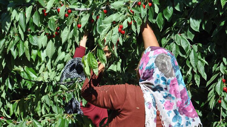 Gaziantep’te hasadı başlayan kirazın fiyatı bahçede 10, markette 30 lira