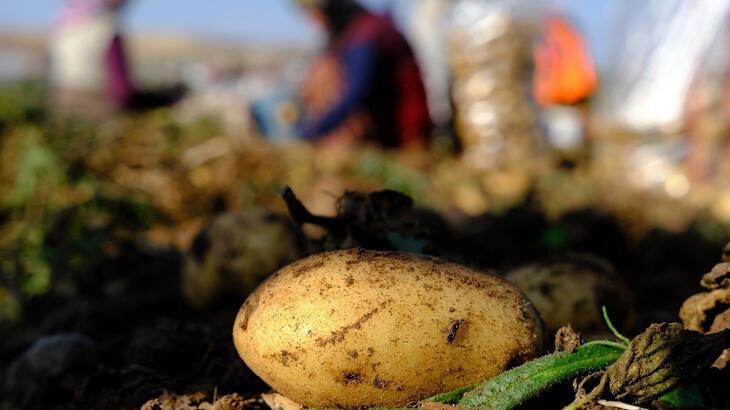 İstanbul'da Mayıs ayının en fazla değerlenen eseri patates oldu