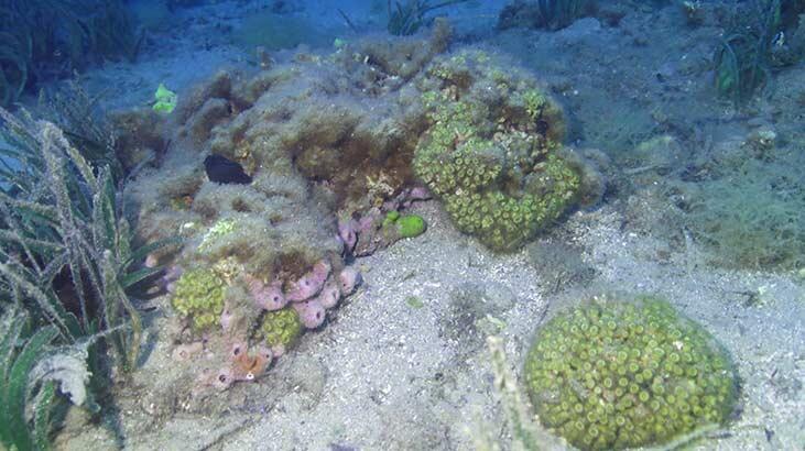 Taş mercanlar yok olma tehlikesi ile karşı karşıya