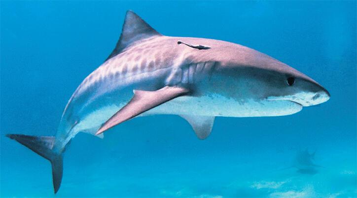 Türkiye kıyılarında saldırgan köpek balığı var mı?