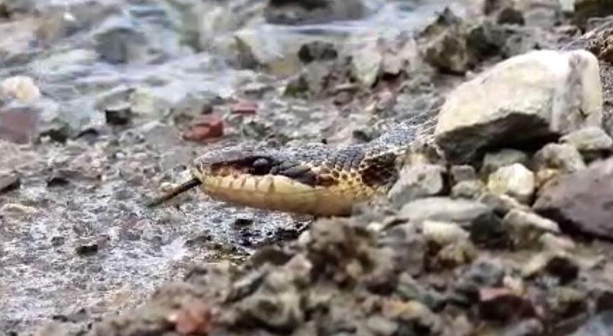 Türkiye’de yaşayan en büyük yılan! Tunceli'de görüldü
