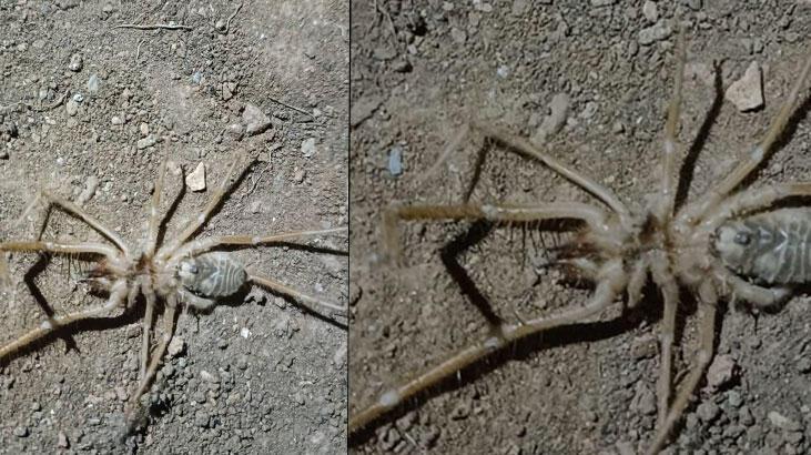 Elazığ’da et yiyen 'Sarıkız örümceği' görüldü