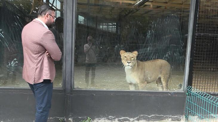 Beykoz'da aslan kaçtı argümanı: Kafeslerin kapılarını bile şifresiz açamıyoruz