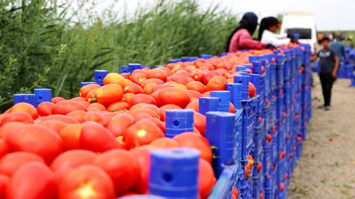 Turfanda domateste hasat sürüyor, 115 bin ton rekolte bekleniyor