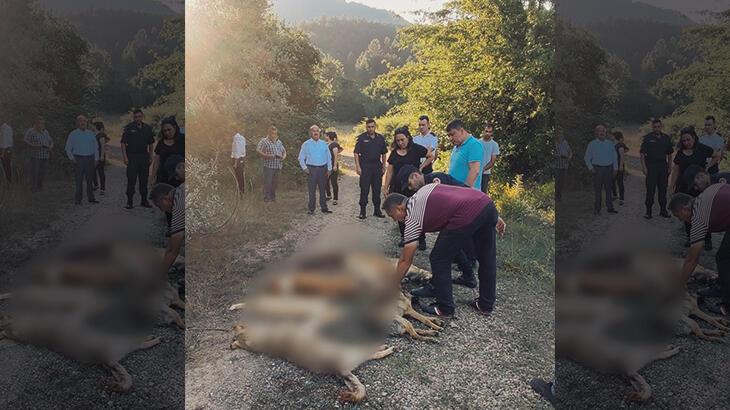 Bolu'da müthiş olay! 6 köpek zehirlenmiş halde meyyit bulundu
