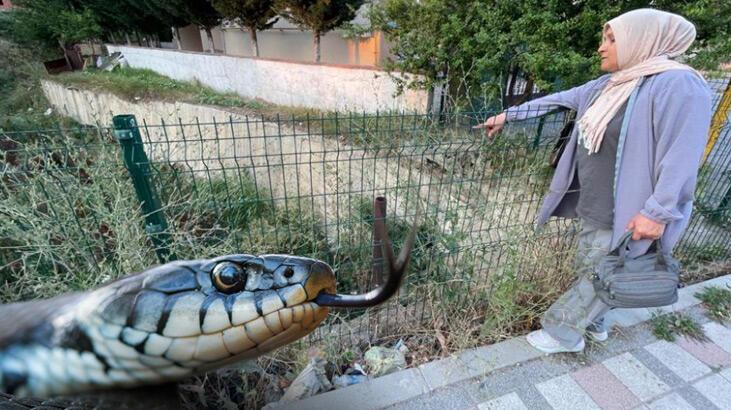 Caddeye yılanlar indi! Tekirdağ'da vatandaşları korkutan 'yuva'