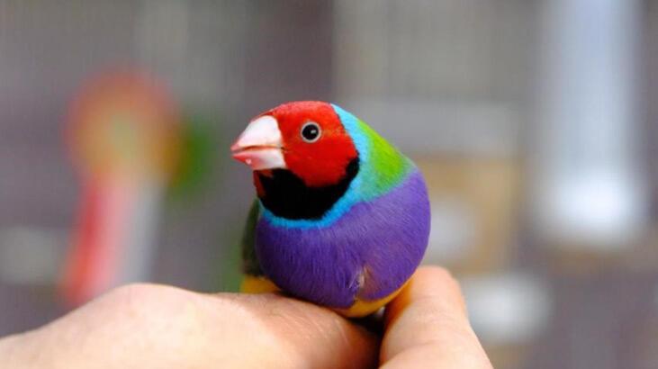 Erzincan'da mesken kiralayıp dünyaca ünlü egzotik kuşları yetiştiriyor