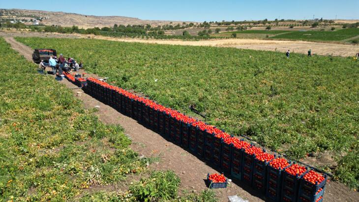Kavurucu sıcak altında domates hasadı devam ediyor
