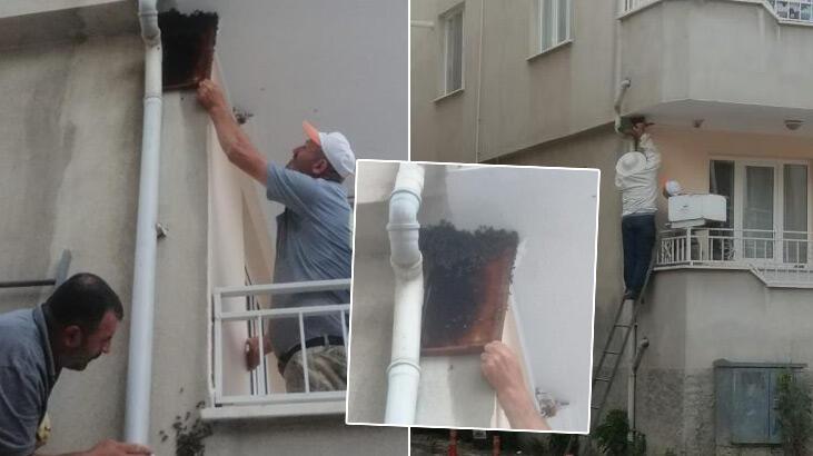 Kovandan firar eden binlerce arı, apartmanın balkonuna oğul yaptı