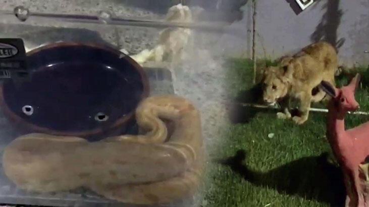 Tekirdağ'da bir villada piton yılanı, aslan ve maymun ele geçirildi