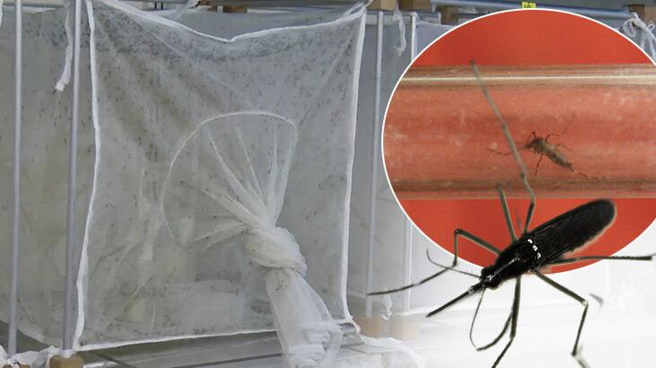 Türkiyede tüm kıyı kısmına yayıldı! 'Asya kaplan sivrisineği' için harekete geçildi