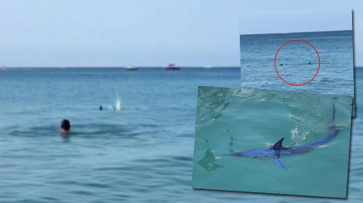 Yer: Antalya! Köpek balığı sanılarak taşlandı, gerçek sonradan anlaşıldı