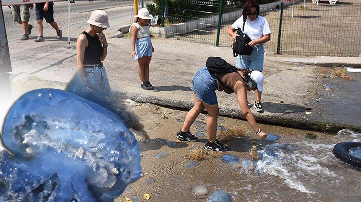 İzmir’de denizanası istilası: İnsan derisi üzerinde kalıcı iz bırakabilir, uzak durun