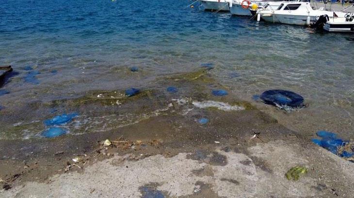 İzmir'de denizanası tedirginliği! Olaylar arttı