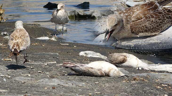 Van Gölü'nde binlerce martı öldü, sebebi 'inci kefali' çıktı