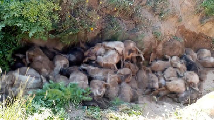 Van'da 70 metrelik uçurumdan atlayan 130 koyun öldü