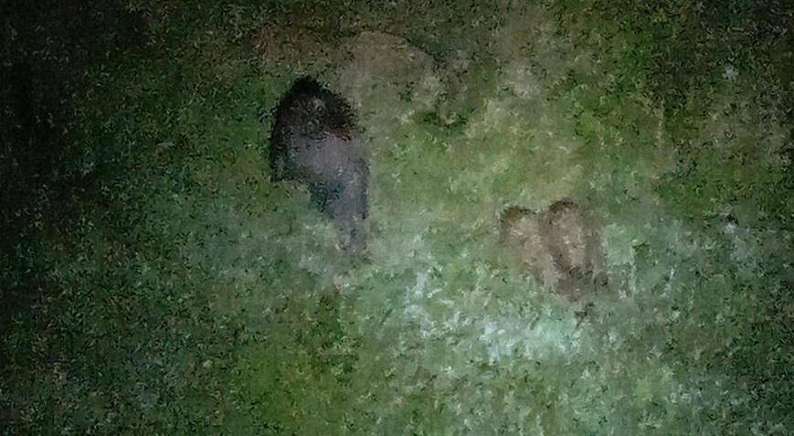 Zonguldak'ta aç kalan anne domuz ve yavruları kente indi