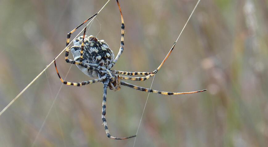 Dünyanın en zehirli örümceklerinden! Malatya'da 'argiope lobata' paniği