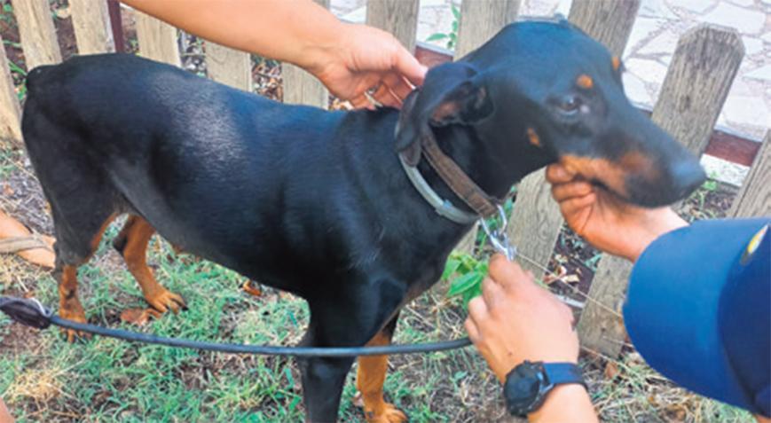 Kayıp Berzeg’in köpeği 74 gün sonra meskene döndü