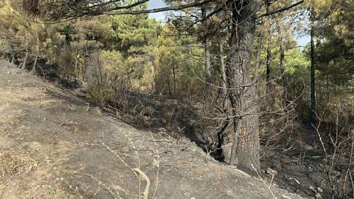 Maltepe'de yangın: 3 hektarlık ormanlık alan ziyan gördü